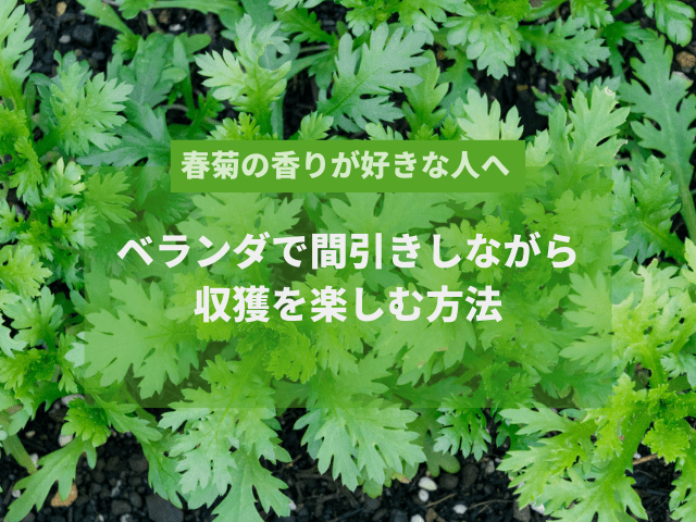 春菊の香りが好きな人へ｜ベランダで間引きしながら収獲を楽しむ方法