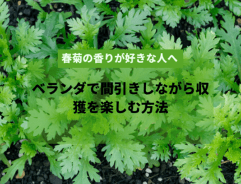 春菊の香りが好きな人へ｜ベランダで間引きしながら収獲を楽しむ方法