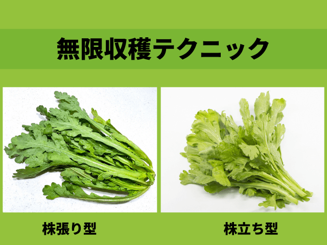 無限収穫テクニック｜株立ち品種で長く楽しむ