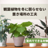 観葉植物を冬に弱らせない置き場所の工夫|室内でできる対策