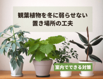 観葉植物を冬に弱らせない置き場所の工夫|室内でできる対策