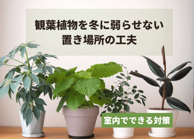 観葉植物を冬に弱らせない置き場所の工夫｜室内でできる対策｜農業