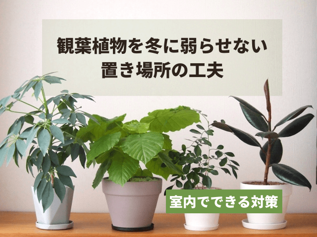 観葉植物を冬に弱らせない置き場所の工夫|室内でできる対策