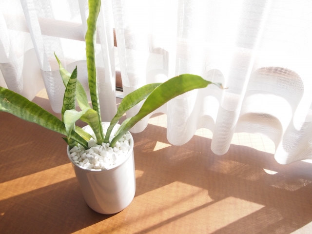 暖房あり・なしで変わる観葉植物の冬の管理