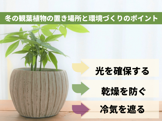 冬の観葉植物の置き場所と環境づくりのポイント