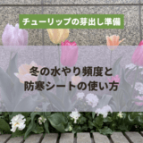チューリップの芽出し準備