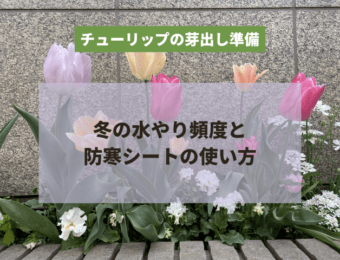 チューリップの芽出し準備