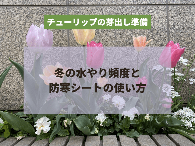 チューリップの芽出し準備