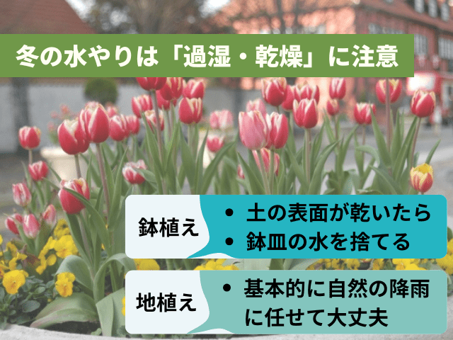冬の水やりは「過湿・乾燥」に注意