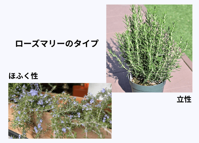ローズマリーが春に花芽を増やす仕組み