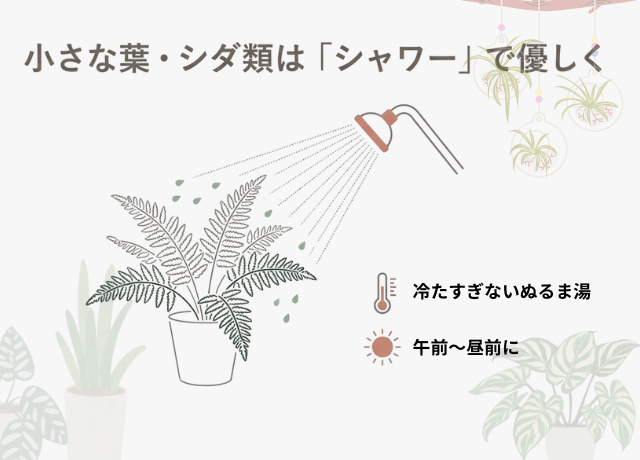 細かい葉・シダ類はシャワー洗浄で