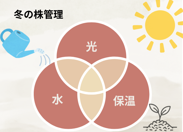 冬の株管理は「光・水・保温」で整える