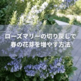 ローズマリーの切り戻しで春の花芽を増やす方法