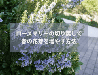 ローズマリーの切り戻しで春の花芽を増やす方法