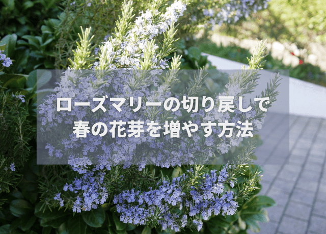 ローズマリーの切り戻しで春の花芽を増やす方法