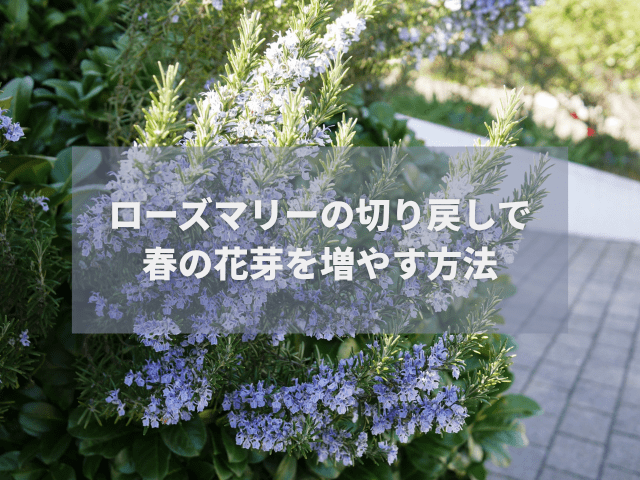 ローズマリーの切り戻しで春の花芽を増やす方法