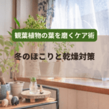 観葉植物の葉を磨くケア術｜冬のほこりと乾燥対策