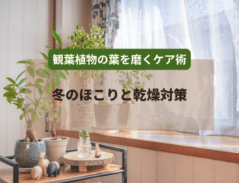 観葉植物の葉を磨くケア術|冬のほこりと乾燥対策