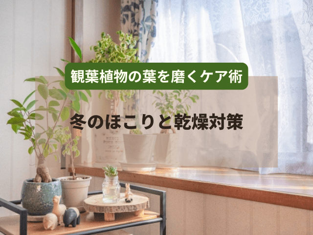 観葉植物の葉を磨くケア術|冬のほこりと乾燥対策