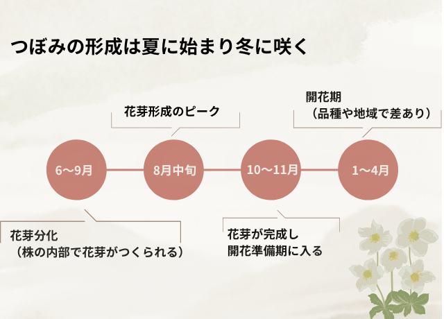 つぼみがつくられる流れ