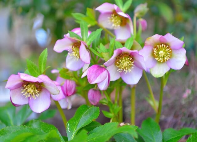 病害虫対策｜古葉除去と風通しがカギ