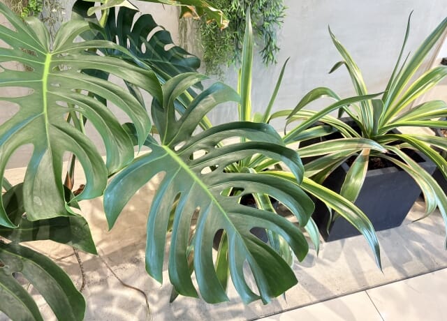 冬の管理を始める温度と湿度の目安