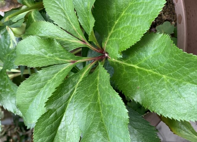 古葉切りでつぼみの成長を助ける