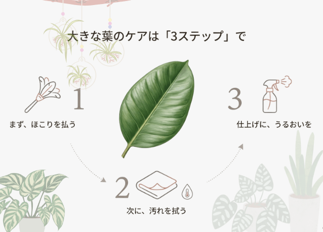 大きな葉は、乾拭き→水拭き→葉水の三段階
