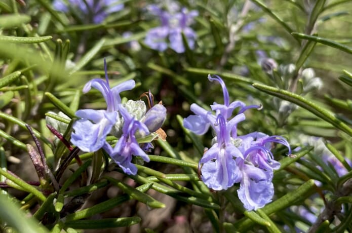 ローズマリー年間お世話カレンダー