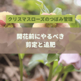 クリスマスローズのつぼみ管理|開花前にやるべき剪定と追肥