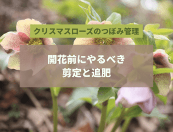 クリスマスローズのつぼみ管理|開花前にやるべき剪定と追肥