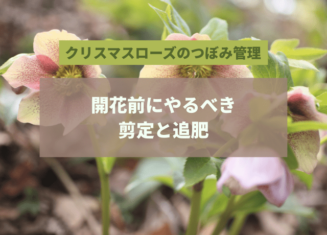 クリスマスローズのつぼみ管理｜開花前にやるべき剪定と追肥