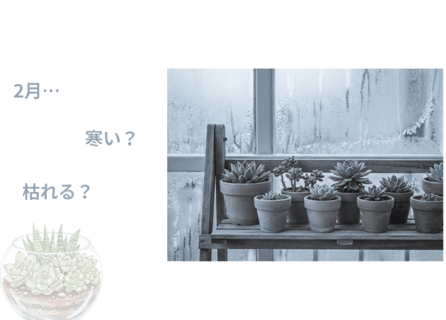 2月の挿し木は可能?