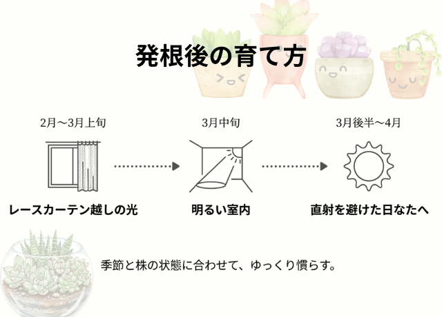 発根後の育て方