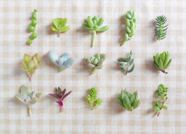 2月に挑戦しやすい多肉と、控えたい多肉