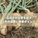玉ねぎの生育を促す2月の追肥と除草ポイント