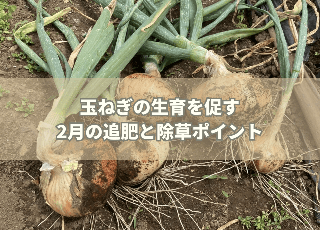 玉ねぎの生育を促す2月の追肥と除草ポイント