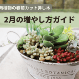 多肉植物の春前カット挿し木|2月の増やし方ガイド