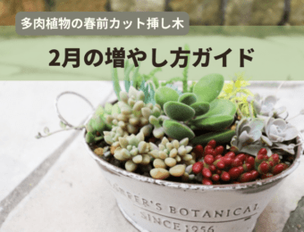 多肉植物の春前カット挿し木|2月の増やし方ガイド