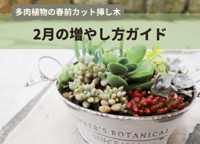 多肉植物の春前カット挿し木|2月の増やし方ガイド
