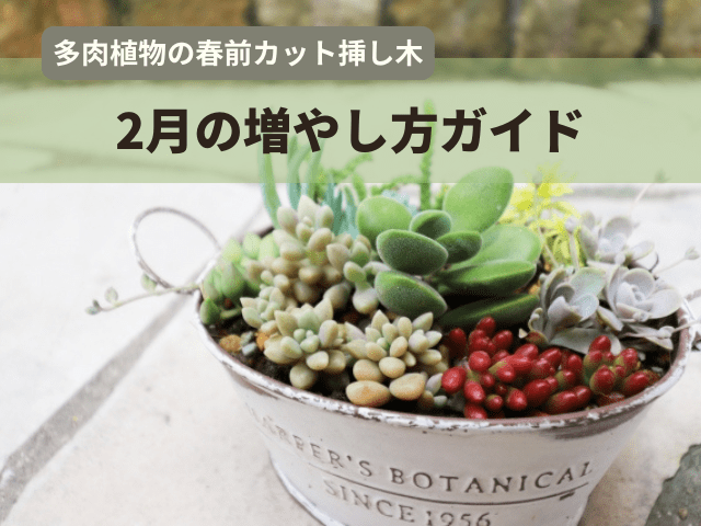 多肉植物の春前カット挿し木｜2月の増やし方ガイド