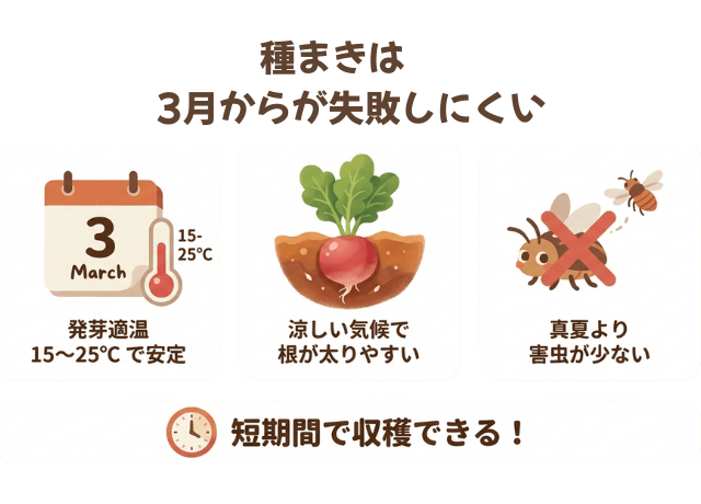 ラディッシュの種まきは3月からが失敗しにくい