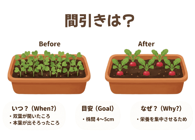 1.間引きはいつ行う?残す株の目安