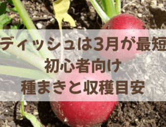 ラディッシュは、3月が最短