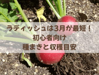 ラディッシュは3月が最短!初心者向け種まきと収穫目安