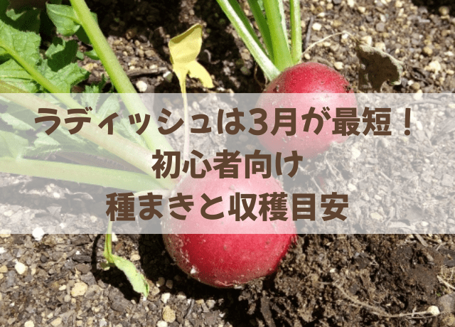 ラディッシュは3月が最短!初心者向け種まきと収穫目安