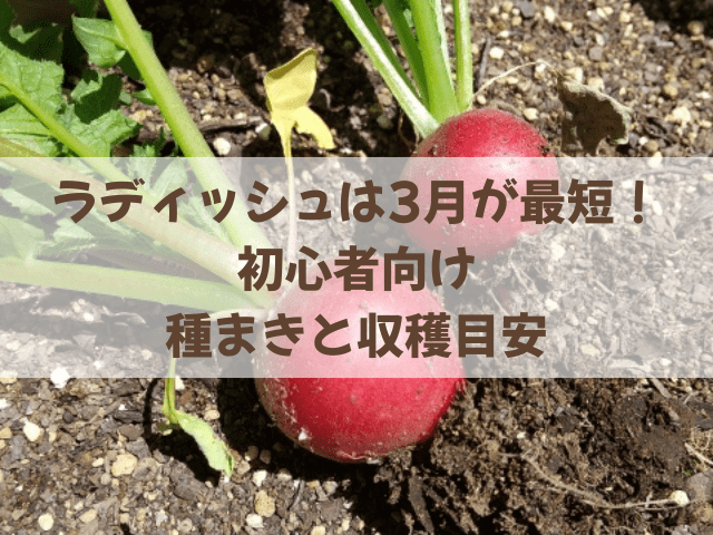 ラディッシュは3月が最短!初心者向け種まきと収穫目安