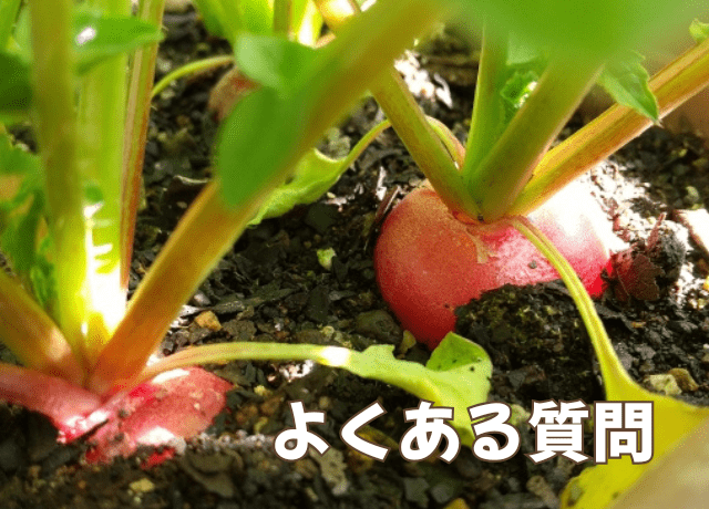 ラディッシュの種まきでよくある質問