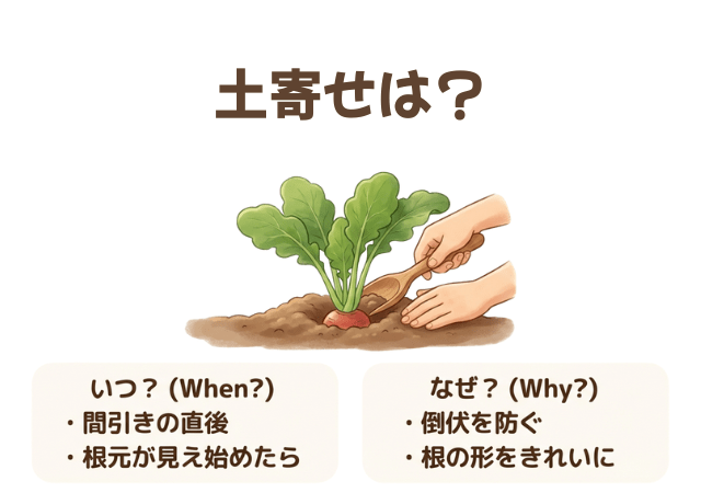 2.根が丸くなる土寄せのタイミング