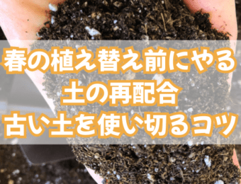 春の植え替え前にやる土の再配合|古い土を使い切るコツ